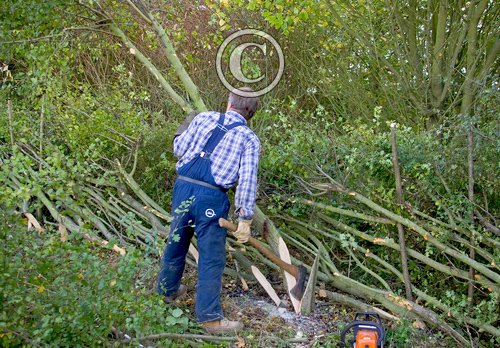 Hedge Laying DM1383